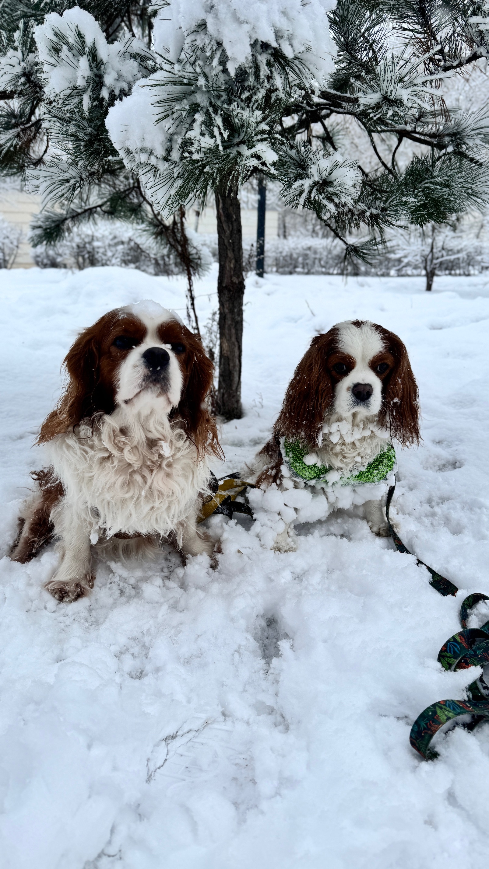 Кавалер Кинг Чарльз Спаниель