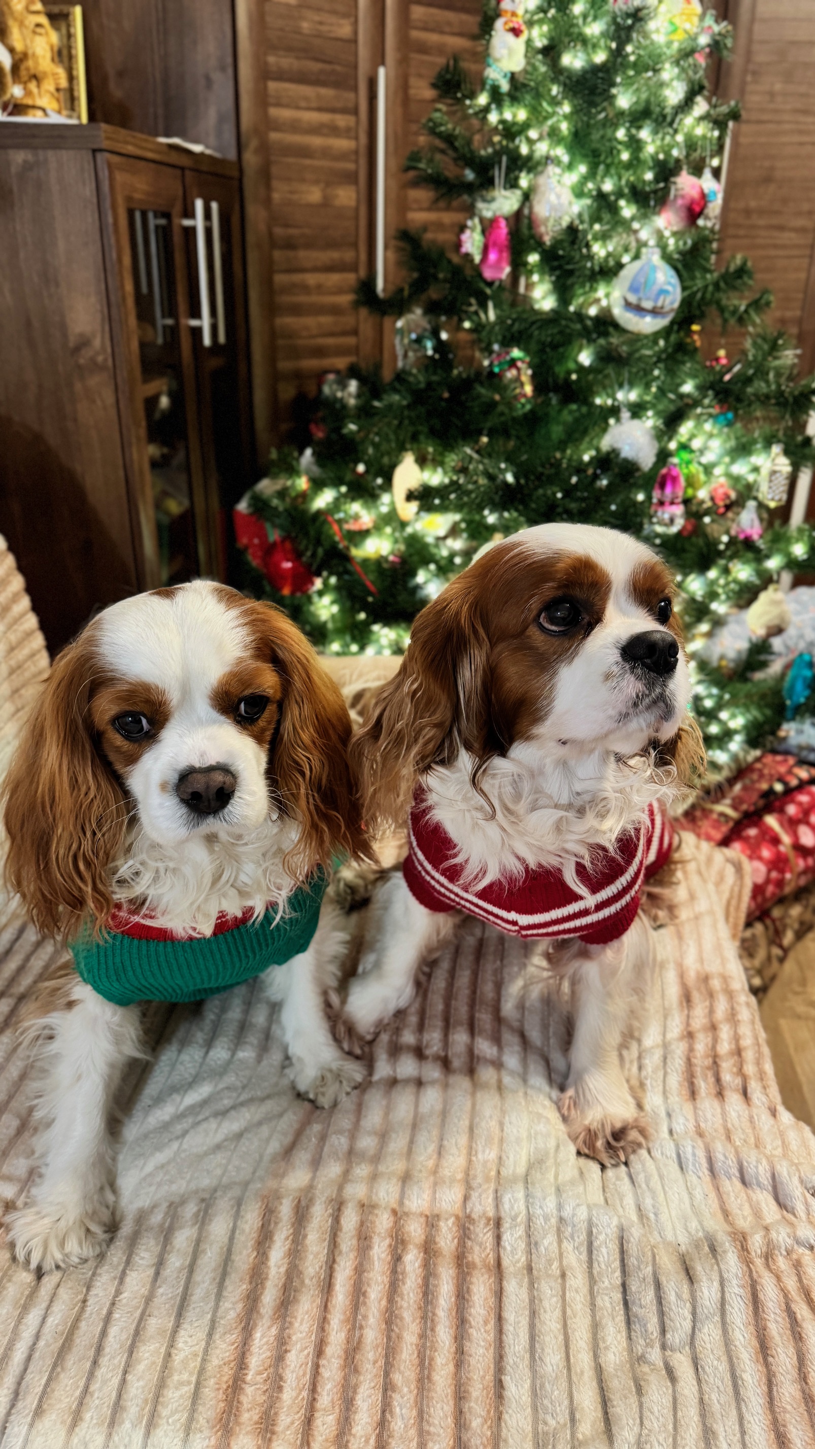 Кавалер черно-подпалый