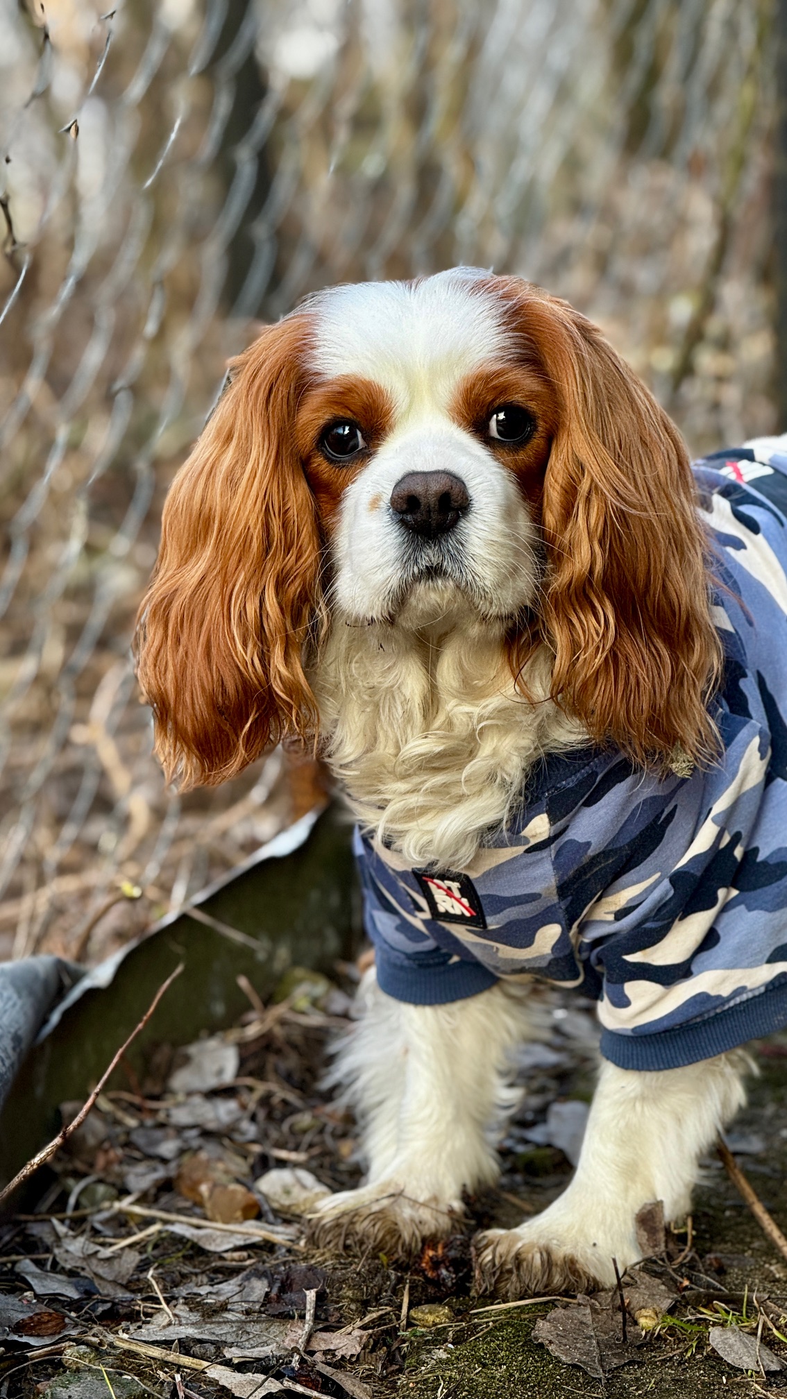 Щенок кавалера