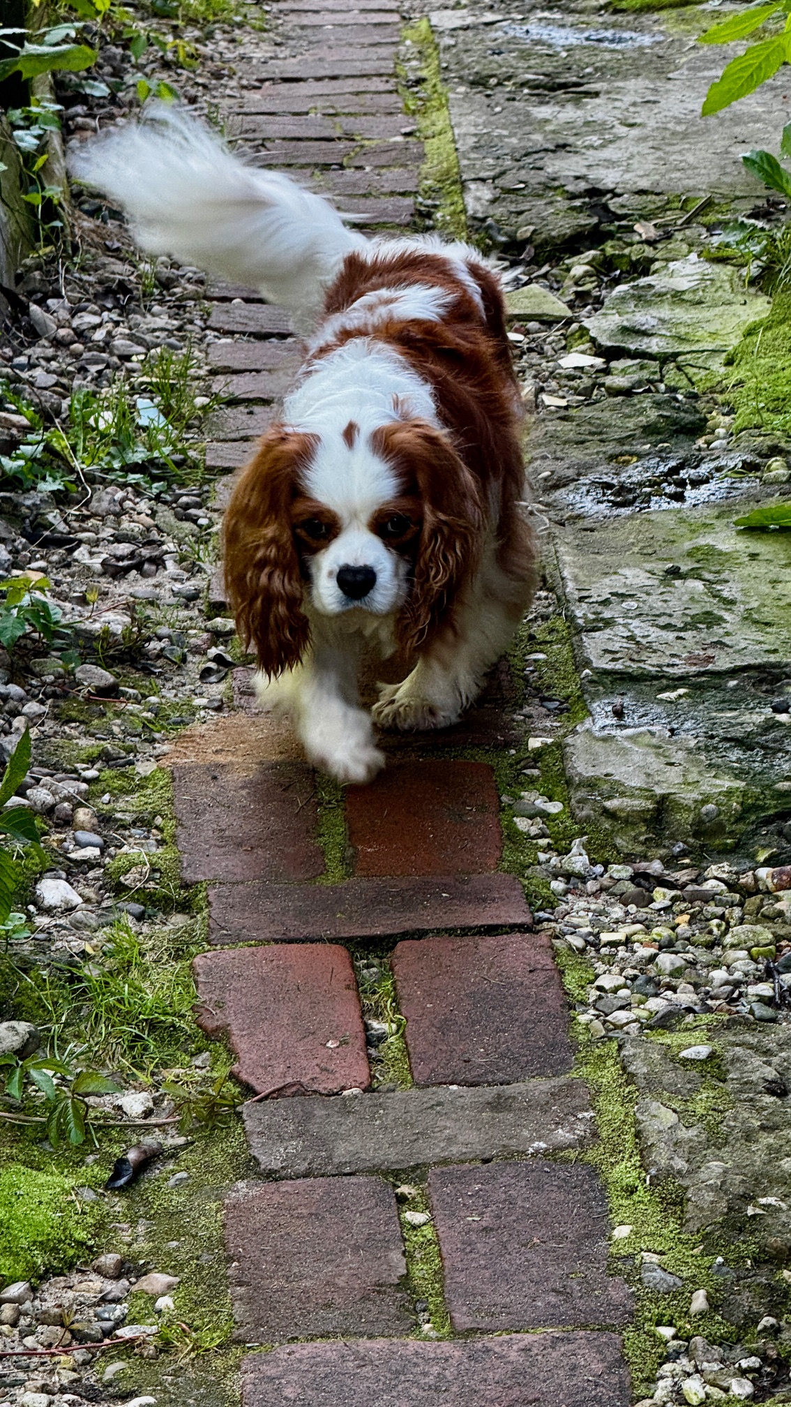 Семья кавалеров