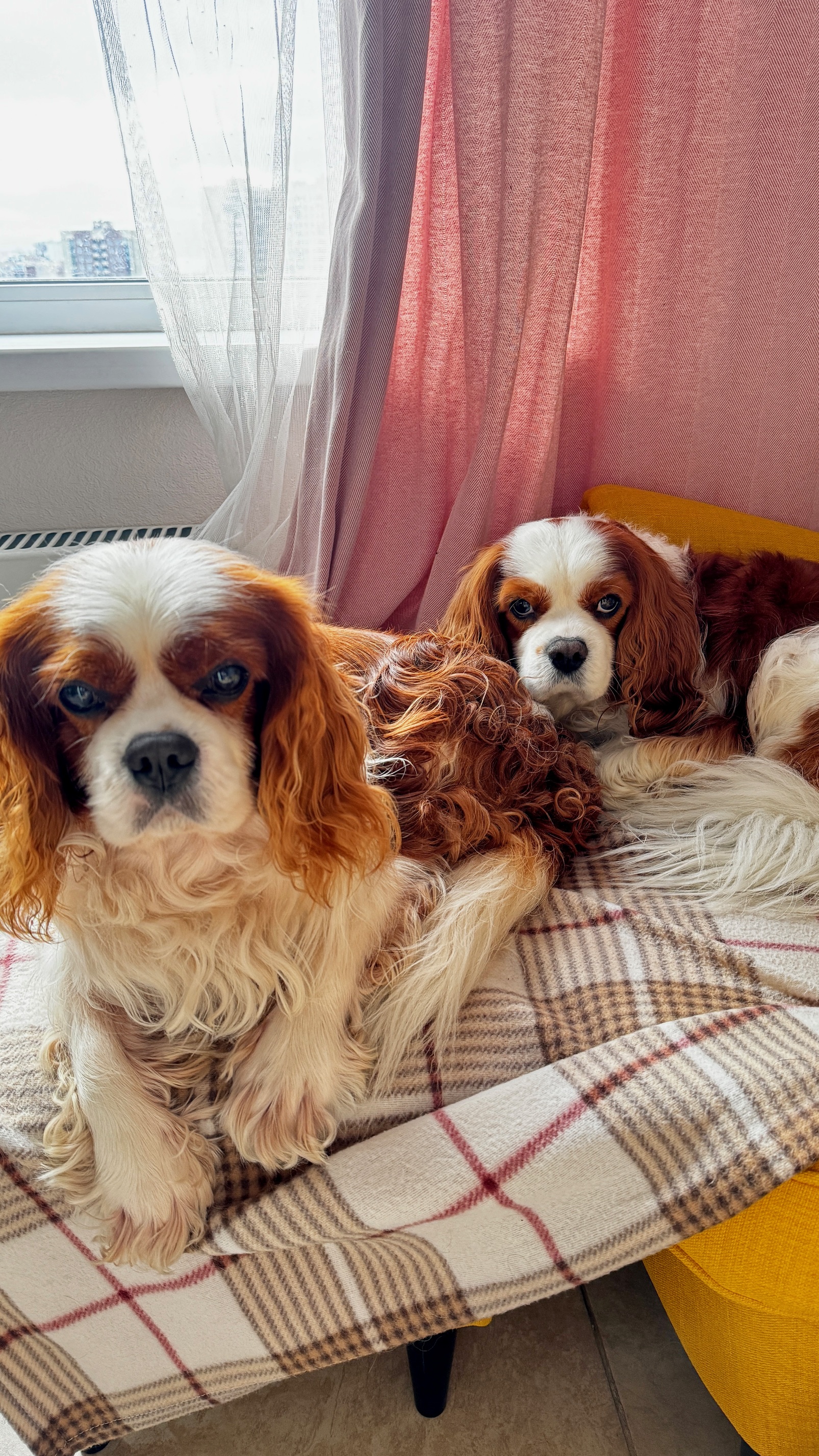 Рубиновый кавалер