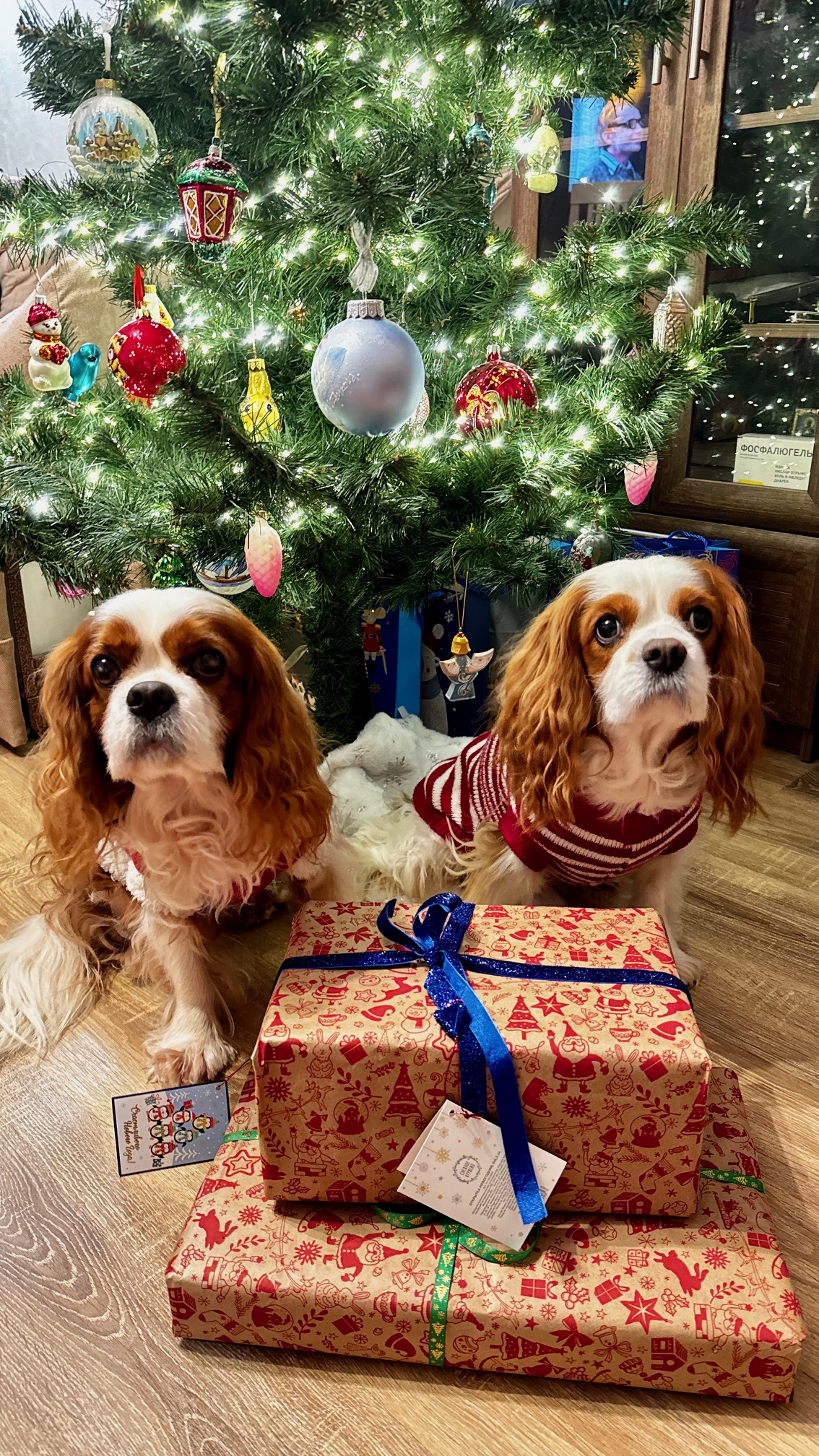 Триколор кавалер